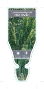 Picture of LOMANDRA HYSTRIX MAT RUSH                                                                                                                             