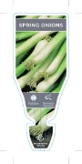 Picture of VEGETABLE ONION SPRING (Allium cepa)                                                                                                                  