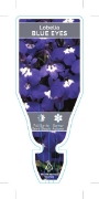 Picture of ANNUAL LOBELIA BLUE EYES (Lobelia erinus)                                                                                                             