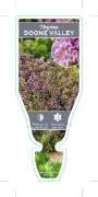Picture of **THYMUS CITRIODORUS DOONE VALLEY                                                                                                                     