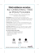 Picture of METROSIDEROS EXCELSA NZ CHRISTMAS TREE                                                                                                                