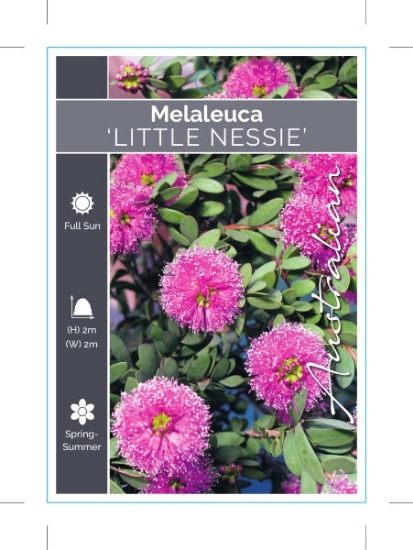 Picture of MELALEUCA NESOPHILA LITTLE NESSIE                                                                                                                     