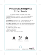 Picture of MELALEUCA NESOPHILA LITTLE NESSIE                                                                                                                     