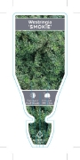 Picture of WESTRINGIA FRUTICOSA SMOKIE                                                                                                                           