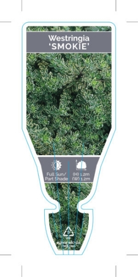 Picture of WESTRINGIA FRUTICOSA SMOKIE                                                                                                                           