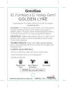 Picture of GREVILLEA GOLDEN LYRE                                                                                                                                 