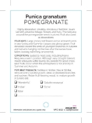Picture of FRUIT POMEGRANATE PUNICA GRANATUM (TICK BOX)                                                                                                          