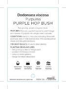 Picture of DODONAEA VISCOSA PURPUREA PURPLE HOP BUSH                                                                                                             