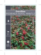 Picture of GREVILLEA POORINDA ROYAL MANTLE                                                                                                                       