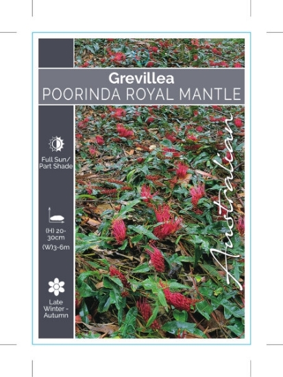 Picture of GREVILLEA POORINDA ROYAL MANTLE                                                                                                                       