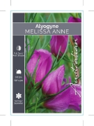 Picture of ALYOGYNE HAKEIFOLIA MELISSA ANNE                                                                                                                      