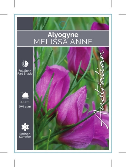 Picture of ALYOGYNE HAKEIFOLIA MELISSA ANNE                                                                                                                      