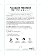 Picture of ALYOGYNE HAKEIFOLIA MELISSA ANNE                                                                                                                      