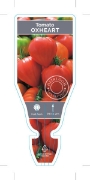 Picture of VEGETABLE TOMATO HEIRLOOM OXHEART (Lycopersicon esculentum)                                                                                           