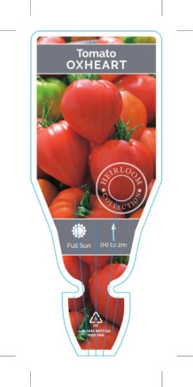 Picture of VEGETABLE TOMATO HEIRLOOM OXHEART (Lycopersicon esculentum)                                                                                           
