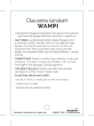 Picture of FRUIT WAMPI CLAUSENA LANSIUM                                                                                                                          