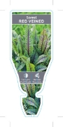 Picture of HERB SORREL RED VEINED (Runex sanguineus)                                                                                                             