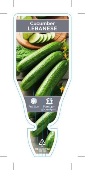 Picture of VEGETABLE CUCUMBER LEBANESE (Cucumis sativus)                                                                                                         