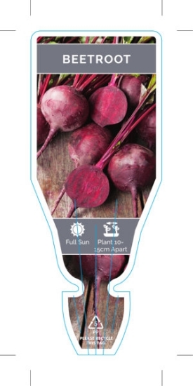 Picture of VEGETABLE BEETROOT RED (Beta vulgaris)                                                                                                                