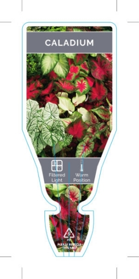 Picture of HOUSEPLANT CALADIUM - MIXED PICTURE (UNNAMED VARIETY)                                                                                                 