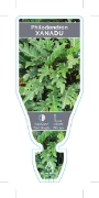 Picture of HOUSEPLANT PHILODENDRON XANADU                                                                                                                        