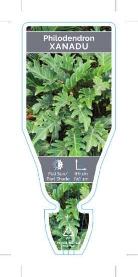 Picture of HOUSEPLANT PHILODENDRON XANADU                                                                                                                        