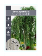 Picture of BETULA PENDULA SILVER BIRCH                                                                                                                           