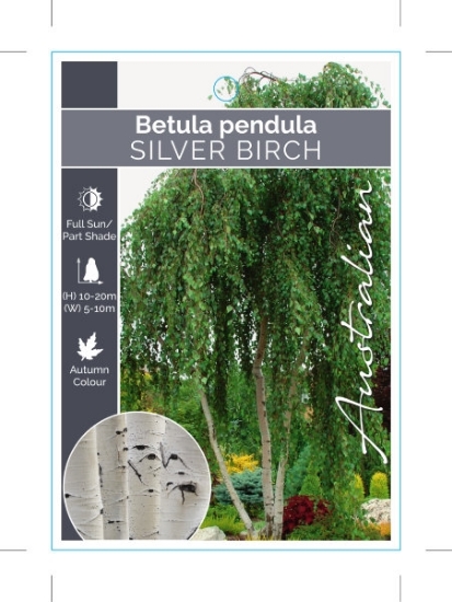 Picture of BETULA PENDULA SILVER BIRCH                                                                                                                           