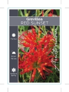 Picture of GREVILLEA RED SUNSET                                                                                                                                  