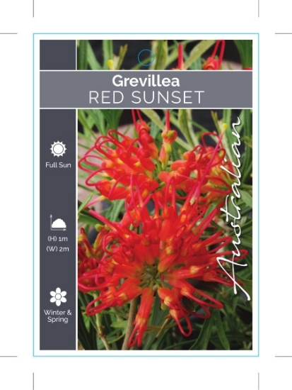 Picture of GREVILLEA RED SUNSET                                                                                                                                  