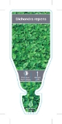 Picture of DICHONDRA REPENS                                                                                                                                      