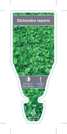 Picture of DICHONDRA REPENS                                                                                                                                      