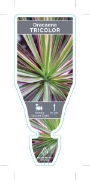 Picture of **HOUSEPLANT DRACAENA MARGINATA TRICOLOR                                                                                                              