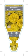 Picture of PYCNOSORUS GLOBOSUS BILLY BUTTONS                                                                                                                     