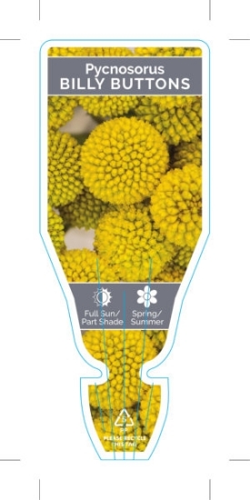 Picture of PYCNOSORUS GLOBOSUS BILLY BUTTONS                                                                                                                     