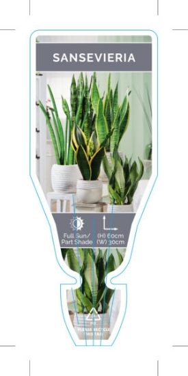 Picture of SUCCULENT SANSEVIERIA - MIXED PICTURE (UNNAMED VARIETY)                                                                                               