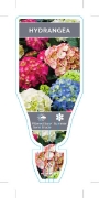 Picture of HYDRANGEA MACROPHYLLA                                                                                                                                 