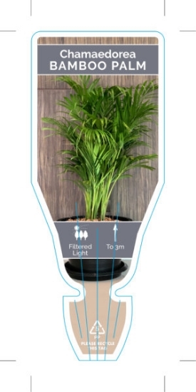 Picture of PALM CHAMAEDOREA SEIFRIZII BAMBOO OR REED                                                                                                             