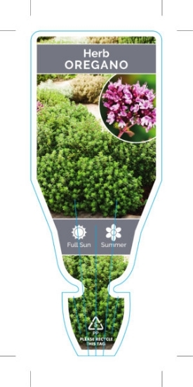 Picture of HERB OREGANO (Origanum vulgare)                                                                                                                       