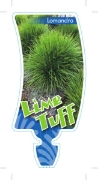 Picture of LOMANDRA LIME TUFF                                                                                                                                    
