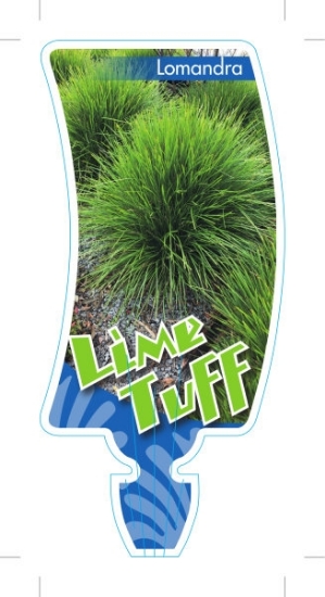 Picture of LOMANDRA LIME TUFF                                                                                                                                    