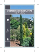 Picture of CONIFER CUPRESSUS SEMPERVIRENS GLAUCA                                                                                                                 