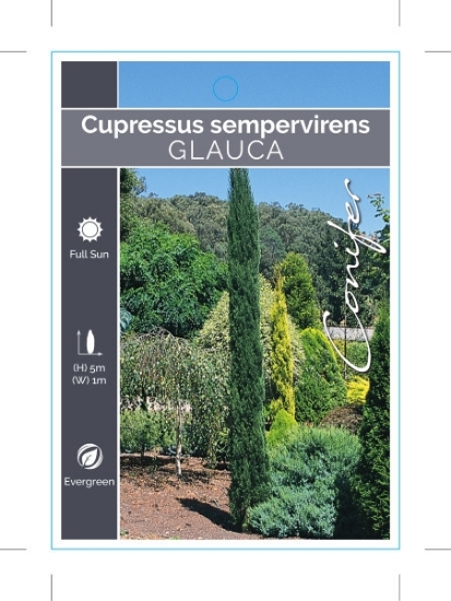 Picture of CONIFER CUPRESSUS SEMPERVIRENS GLAUCA                                                                                                                 