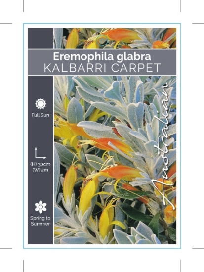 Picture of **EREMOPHILA GLABRA KALBARRI CARPET                                                                                                                   