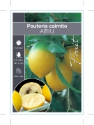 Picture of FRUIT ABIU POUTERIA CAIMITO                                                                                                                           