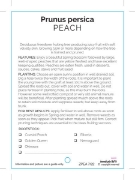 Picture of FRUIT PEACH (UNNAMED VARIETY) Jumbo Tag                                                                                                               