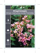 Picture of RHAPHIOLEPIS DELACOURII                                                                                                                               