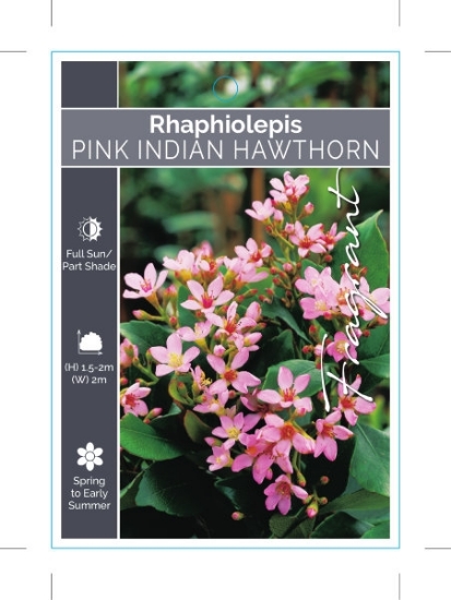 Picture of RHAPHIOLEPIS DELACOURII                                                                                                                               