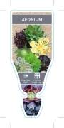 Picture of SUCCULENT AEONIUM MIXED PICTURE (UNNAMED VARIETY)                                                                                                     