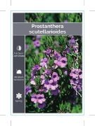 Picture of PROSTANTHERA SCUTELLARIOIDES                                                                                                                          
